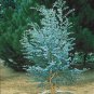 50 PCS Seeds Cider Gum Eucalyptus Myrtaceae Eucalyptus Gunnii Ornamental Plant