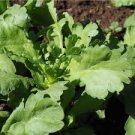 120 PCS Seeds Chrysanthemum Coronarium Vegetable 120 PCS Seeds Chrysanthemum Coronarium Vegetable