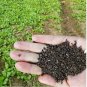 120 PCS Seeds Chrysanthemum Coronarium Vegetable