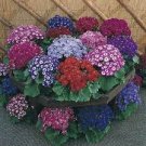 30 PCS Seeds Cineraria Hybrida Royalty Mixed Flower Annual Shade Loving or Indoor