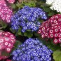 30 PCS Seeds Cineraria Hybrida Royalty Mixed Flower Annual Shade Loving or Indoor