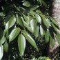 10 PCS Seeds Cinnamomum Kotoense Seeds Foliage Plants