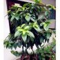 10 PCS Seeds Cinnamomum Kotoense Seeds Foliage Plants