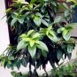 10 PCS Seeds Cinnamomum Kotoense Seeds Foliage Plants