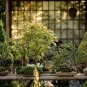 20 PCS Seeds Cinnamon Bonsai Evergreen Tree Potted Plant for Home Garden