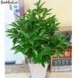20 PCS Seeds Cinnamon Bonsai Evergreen Tree Potted Plant for Home Garden