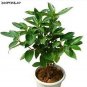 20 PCS Seeds Cinnamon Bonsai Evergreen Tree Potted Plant for Home Garden