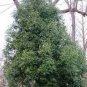 100 PCS Seeds Cinnamon Seeds Evergreen Tree