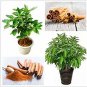 100 PCS Seeds Cinnamon Seeds Evergreen Tree