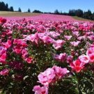 50 PCS Seeds Clarkie Godetia Double Azalea Strain Fresh 50 PCS Seeds Clarkie Godetia Double Azalea Strain Fresh