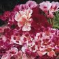 50 PCS Seeds Clarkie Godetia Double Azalea Strain Fresh