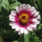 50 PCS Seeds Classic Zinnia Elegans Flower 50 PCS Seeds Classic Zinnia Elegans Flower