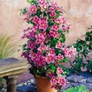 100 PCS Seeds Clematis Bonsai Clematis Montana Mayleen Garden Pink Vine Flowers 100 PCS Seeds Clematis Bonsai Clematis Montana Mayleen Garden Pink Vine Flowers