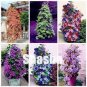 100 PCS Seeds Clematis Bonsai Clematis Montana Mayleen Garden Pink Vine Flowers