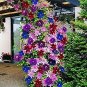 100 PCS Seeds Clematis Bonsai Clematis Montana Mayleen Garden Pink Vine Flowers