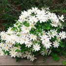 100 PCS Seeds Clematis Bonsai Clematis Plant Bonsai Clematis Florida Thunb Flowers