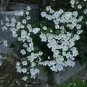 100 PCS Seeds Clematis Bonsai Clematis Plant Bonsai Clematis Florida Thunb Flowers