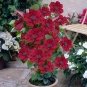 2 PCS Seeds Clematis Bulbs Blue Climbing Clematis Florida Bonsai