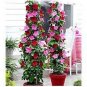 2 PCS Seeds Clematis Bulbs Blue Climbing Clematis Florida Bonsai