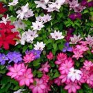 100 PCS Seeds Clematis Bonsai Clematis Montana Mayleen Garden Pink Vine Flowers 100 PCS Seeds Clematis Bonsai Clematis Montana Mayleen Garden Pink Vine Flowers