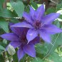 100 PCS Seeds Clematis Bonsai Clematis Montana Mayleen Garden Pink Vine Flowers
