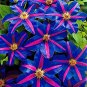 100 PCS Seeds Clematis Bonsai Clematis Montana Mayleen Garden Pink Vine Flowers