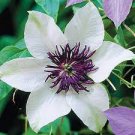 50 PCS Seeds Clematis Bulbs, Clematis Mix, Clematis hybridas Climbing Plants 50 PCS Seeds Clematis Bulbs, Clematis Mix, Clematis hybridas Climbing Plants
