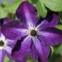 50 PCS Seeds Clematis Bulbs, Clematis Mix, Clematis hybridas Climbing Plants