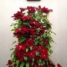 100 PCS Seeds Clematis Climbing Plants Seeds Red Color