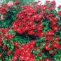 100 PCS Seeds Clematis Climbing Plants Seeds Red Color