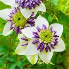 100 PCS Seeds Clematis flowers clematis vine perennial flower