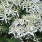 100 PCS Seeds Clematis flowers clematis vine perennial flower