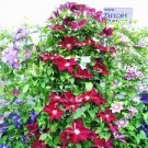 100 PCS Seeds Clematis Flowers Mixed Clematis Flores Potted