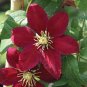 100 PCS Seeds Clematis Flowers Mixed Clematis Flores Potted