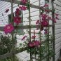 100 PCS Seeds Clematis Flowers Mixed Clematis Flores Potted