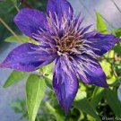 100 PCS Seeds Clematis Goldenish Green Color 100 PCS Seeds Clematis Goldenish Green Color