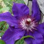 100 PCS Seeds Clematis Goldenish Green Color