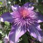 100 PCS Seeds Clematis Goldenish Green Color