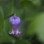 100 PCS Seeds Clematis Light Khaki Color