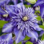 100 PCS Seeds Clematis Light Khaki Color