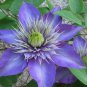 100 PCS Seeds Clematis Light Khaki Color