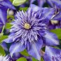 100 PCS Seeds Clematis Light Khaki Color