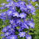 100 PCS Seeds Clematis Light Puple White Edge with White Double Centre Flowers 100 PCS Seeds Clematis Light Puple White Edge with White Double Centre Flowers