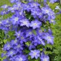 100 PCS Seeds Clematis Light Puple White Edge with White Double Centre Flowers