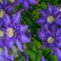 100 PCS Seeds Clematis Light Puple White Edge with White Double Centre Flowers