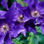 100 PCS Seeds Clematis Light Puple White Edge with White Double Centre Flowers