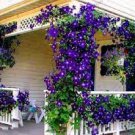 100 PCS Seeds Rare Clematis Plant Outdoor Plant Natural Growth