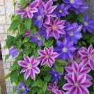 100 PCS Seeds Clematis seeds flowers clematis vine seeds perennial flower