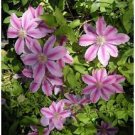 100 PCS Seeds Clematis Seeds Purple Flowers with Light Green Centre Flowers