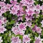 100 PCS Seeds Clematis Seeds Purple Flowers with Light Green Centre Flowers